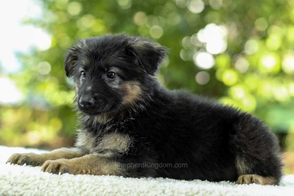 Iris Image of Iris, a German Shepherd puppy