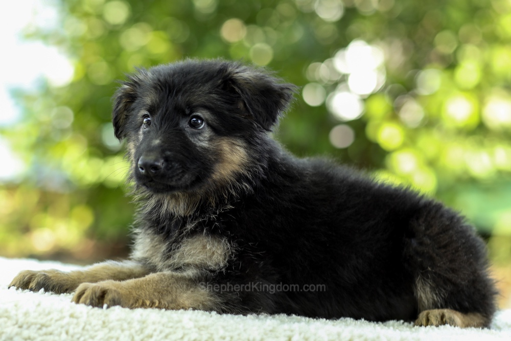 Iris Image of Iris, a German Shepherd puppy