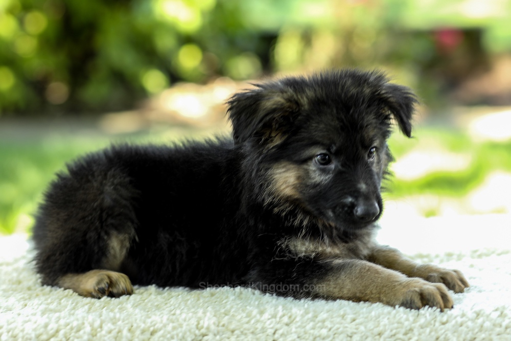 Iris Image of Iris, a German Shepherd puppy