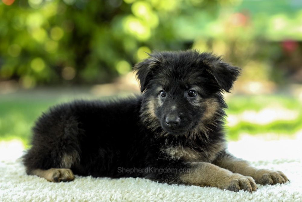 Iris Image of Iris, a German Shepherd puppy