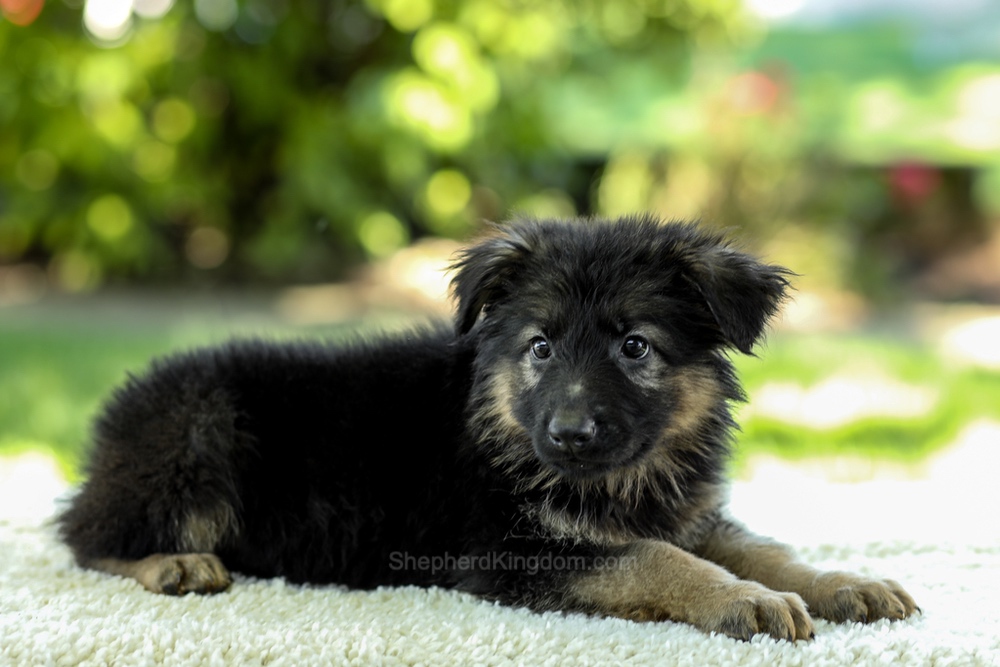 Iris Image of Iris, a German Shepherd puppy