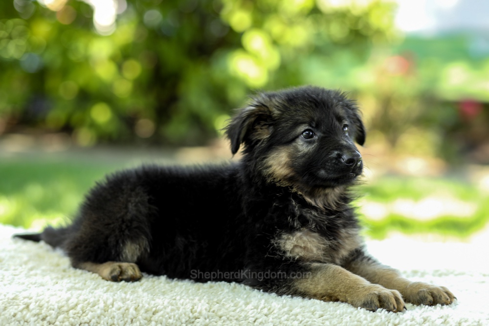 Iris Image of Iris, a German Shepherd puppy