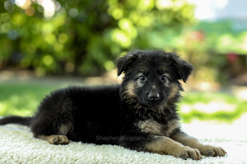 Iris Image of Iris, a German Shepherd puppy