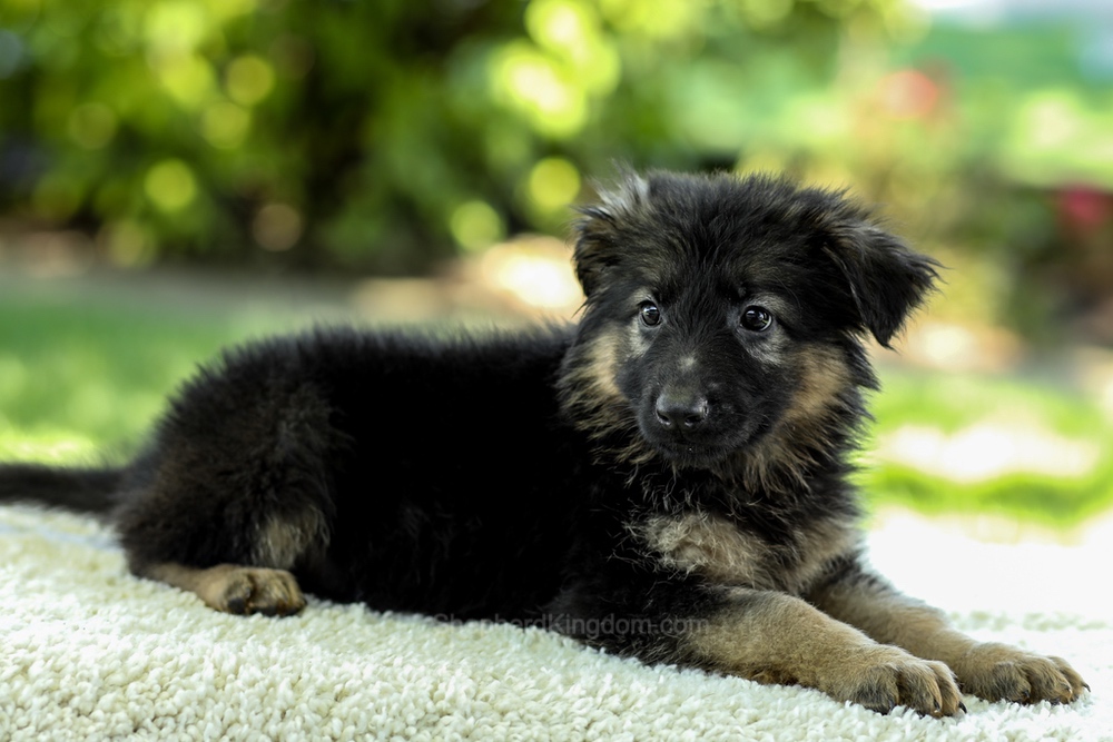 Iris Image of Iris, a German Shepherd puppy