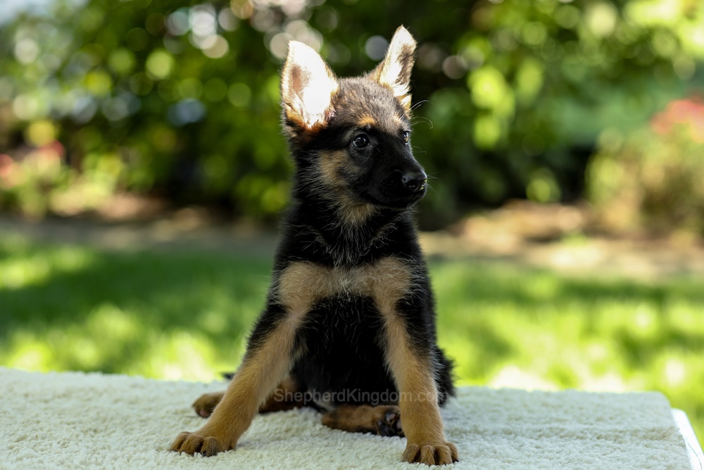 Isabella Image of Isabella, a German Shepherd puppy