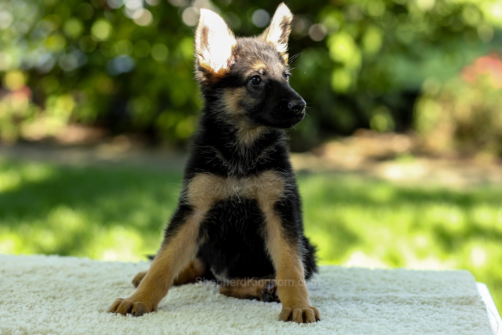 Isabella Image of Isabella, a German Shepherd puppy