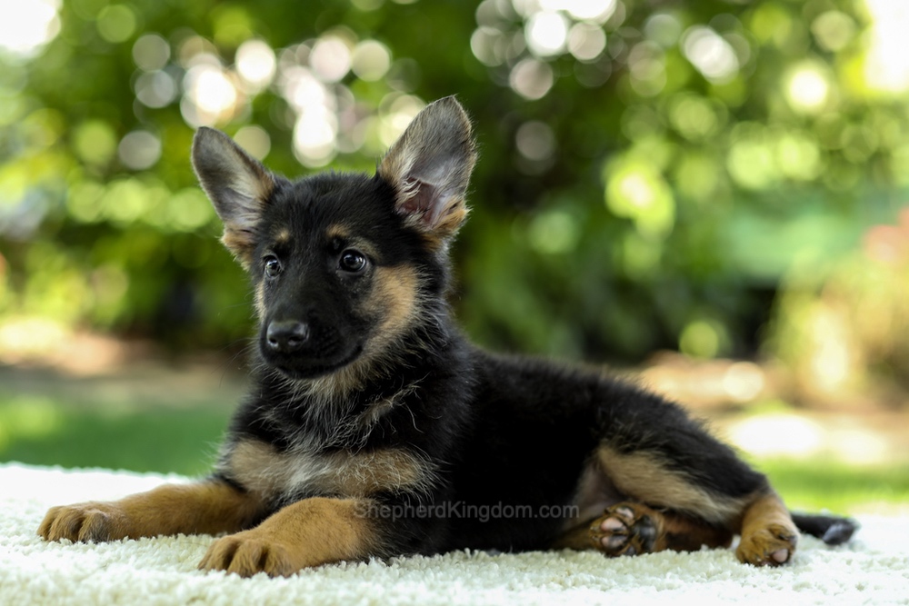 Isabella Image of Isabella, a German Shepherd puppy