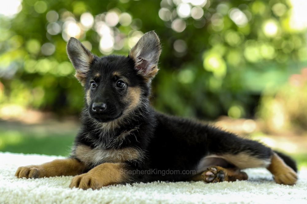 Isabella Image of Isabella, a German Shepherd puppy