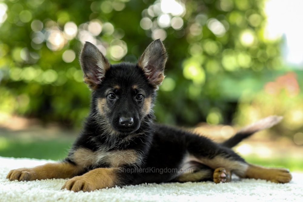 Isabella Image of Isabella, a German Shepherd puppy