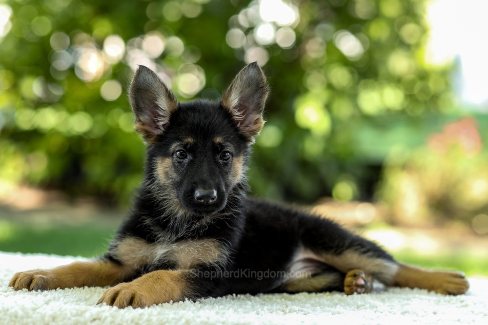 Isabella Image of Isabella, a German Shepherd puppy