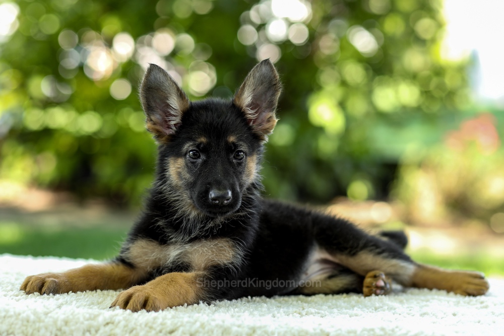 Isabella Image of Isabella, a German Shepherd puppy
