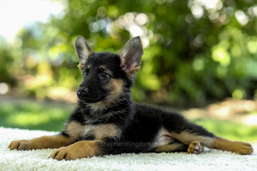 Isabella Image of Isabella, a German Shepherd puppy