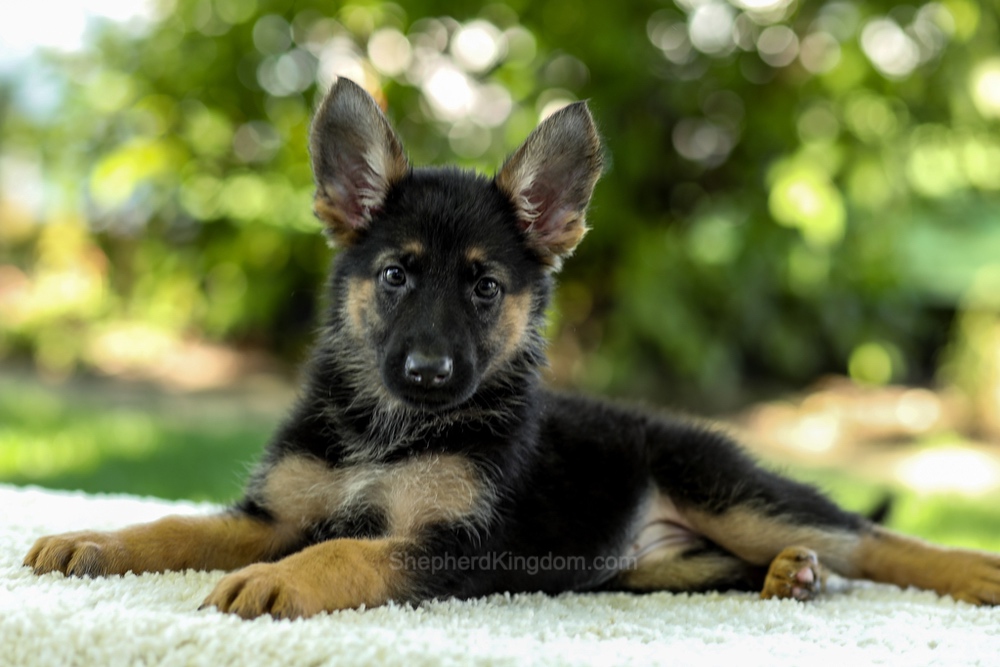Isabella Image of Isabella, a German Shepherd puppy