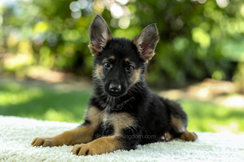 Isabella Image of Isabella, a German Shepherd puppy