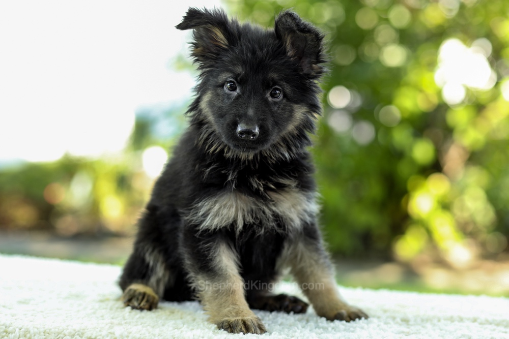 Ivanna Image of Ivanna, a German Shepherd puppy