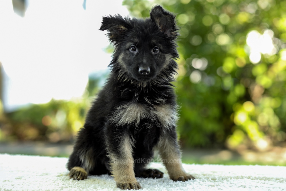 Ivanna Image of Ivanna, a German Shepherd puppy