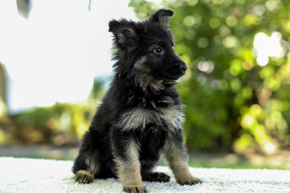 Ivanna Image of Ivanna, a German Shepherd puppy