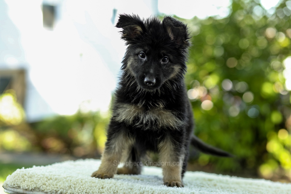 Ivanna Image of Ivanna, a German Shepherd puppy