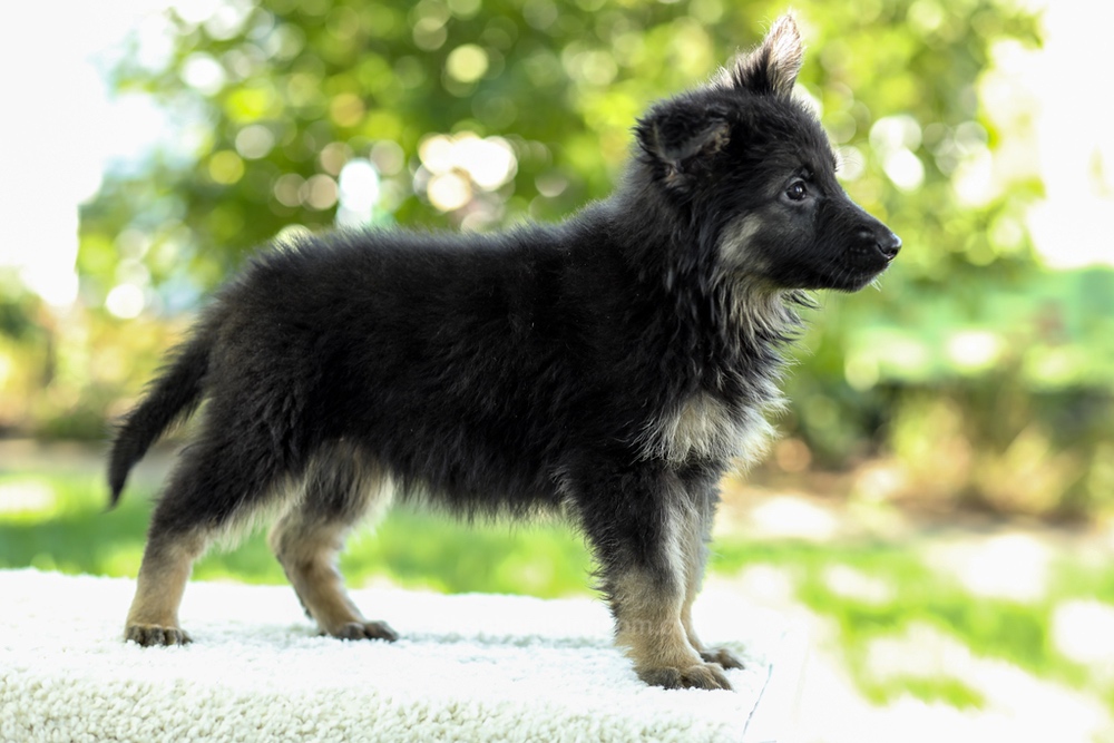 Ivanna Image of Ivanna, a German Shepherd puppy