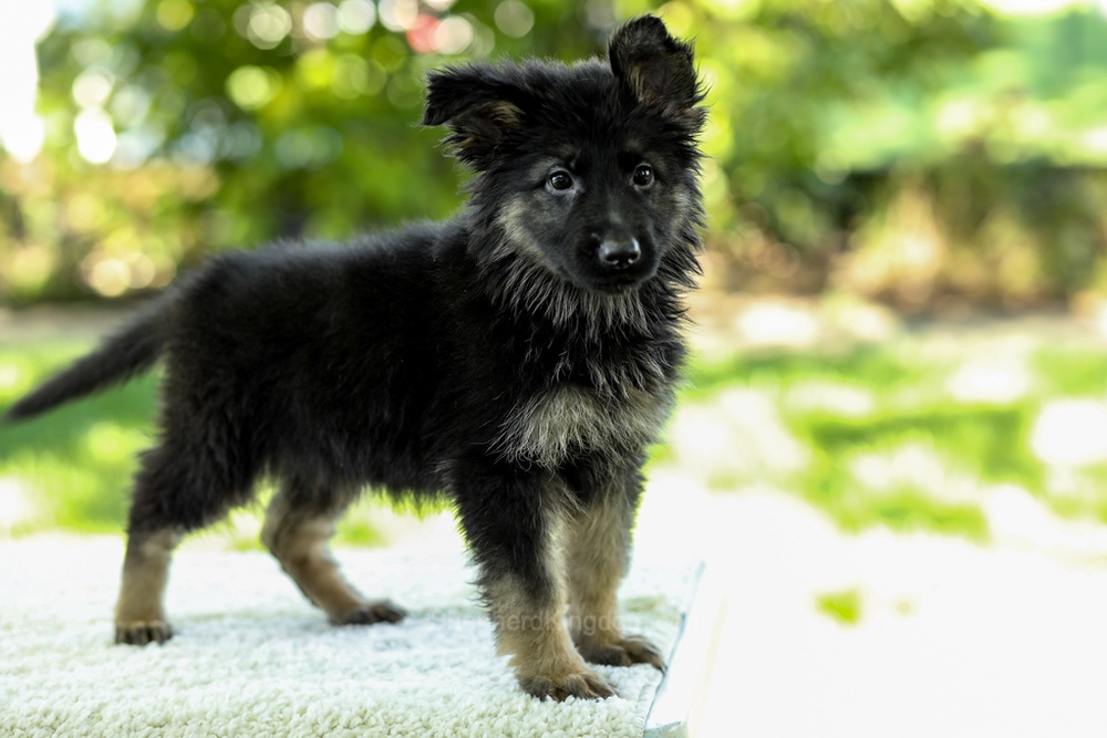 Ivanna Image of Ivanna, a German Shepherd puppy