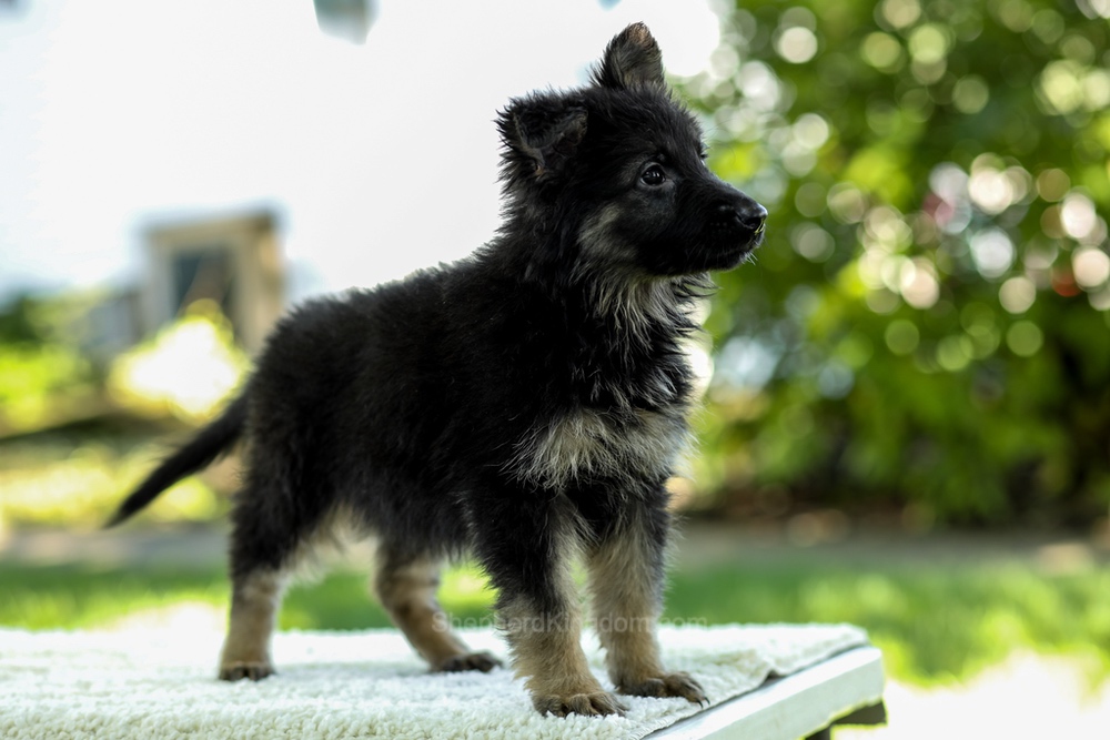 Ivanna Image of Ivanna, a German Shepherd puppy