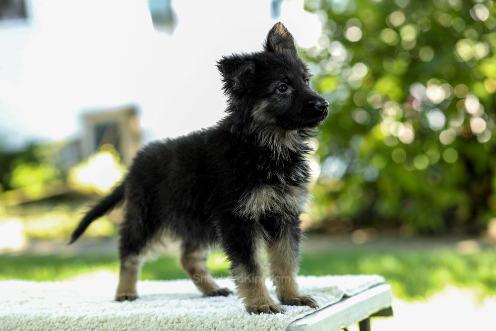 Ivanna Image of Ivanna, a German Shepherd puppy