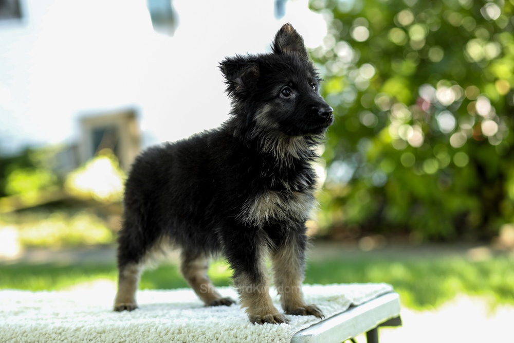 Ivanna Image of Ivanna, a German Shepherd puppy