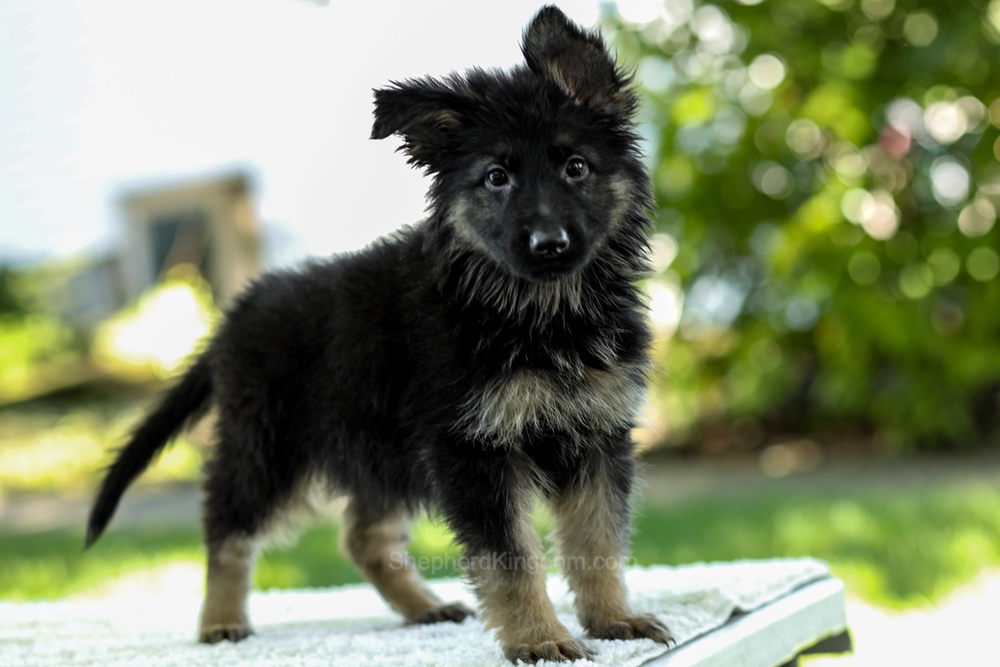 Ivanna Image of Ivanna, a German Shepherd puppy
