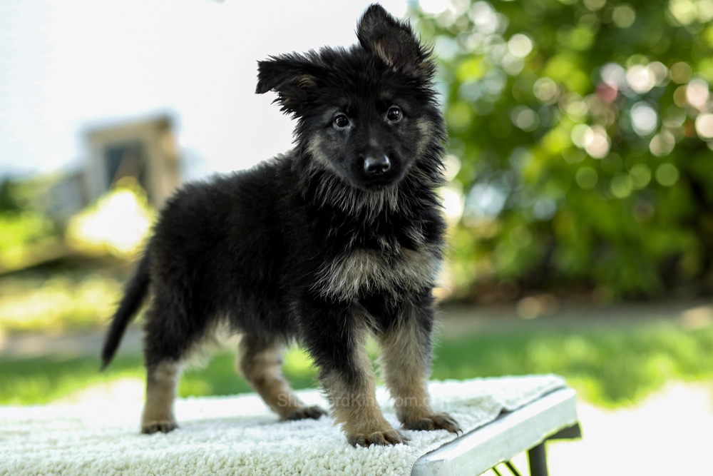 Ivanna Image of Ivanna, a German Shepherd puppy