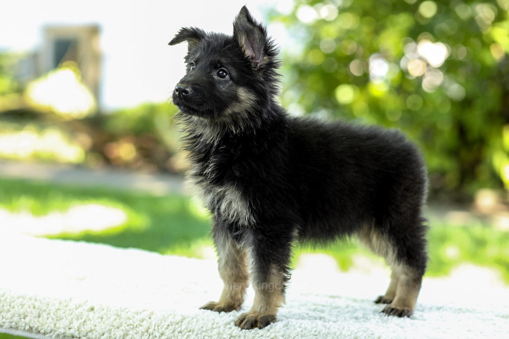 Ivanna Image of Ivanna, a German Shepherd puppy