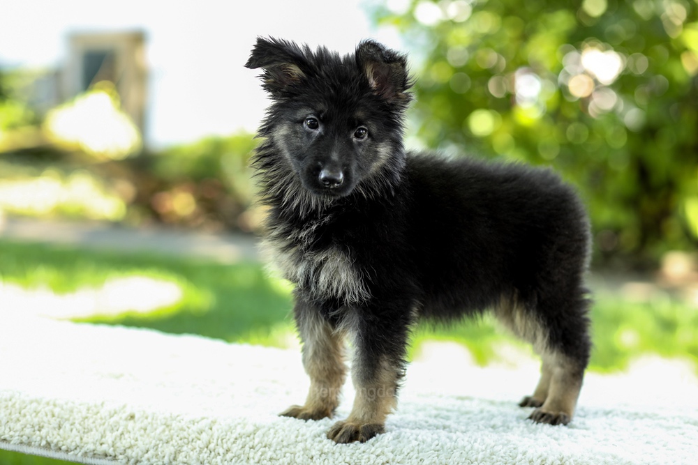 Ivanna Image of Ivanna, a German Shepherd puppy