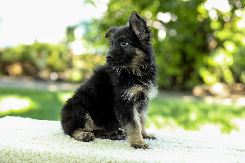 Ivanna Image of Ivanna, a German Shepherd puppy