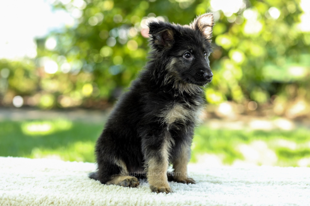 Ivanna Image of Ivanna, a German Shepherd puppy
