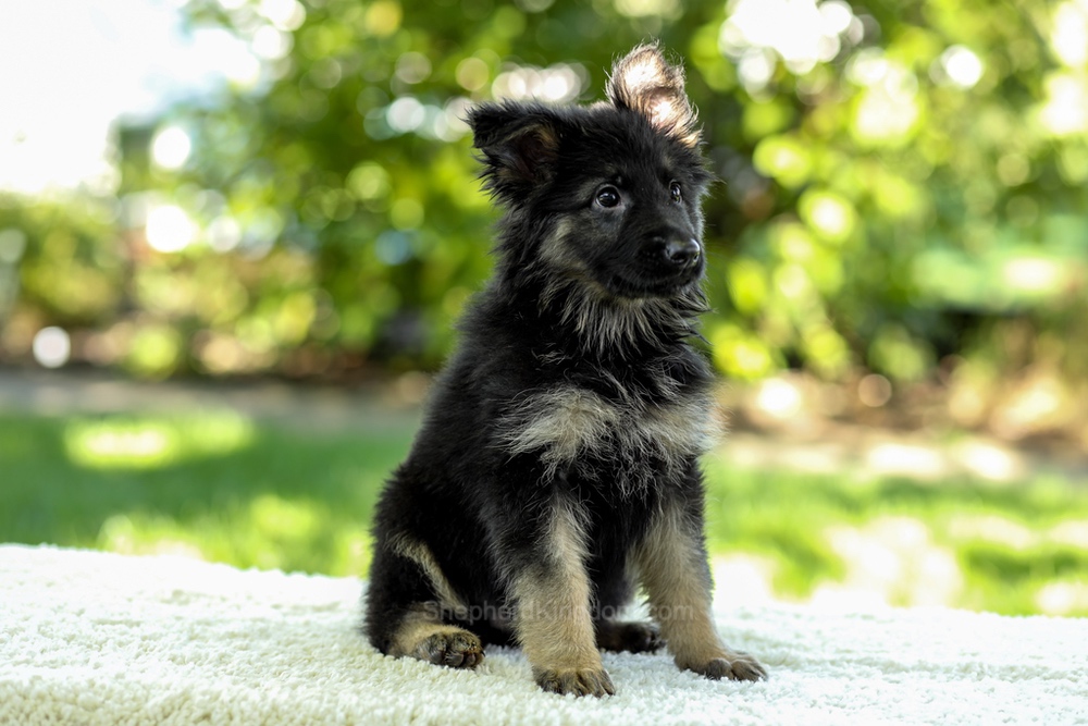 Ivanna Image of Ivanna, a German Shepherd puppy