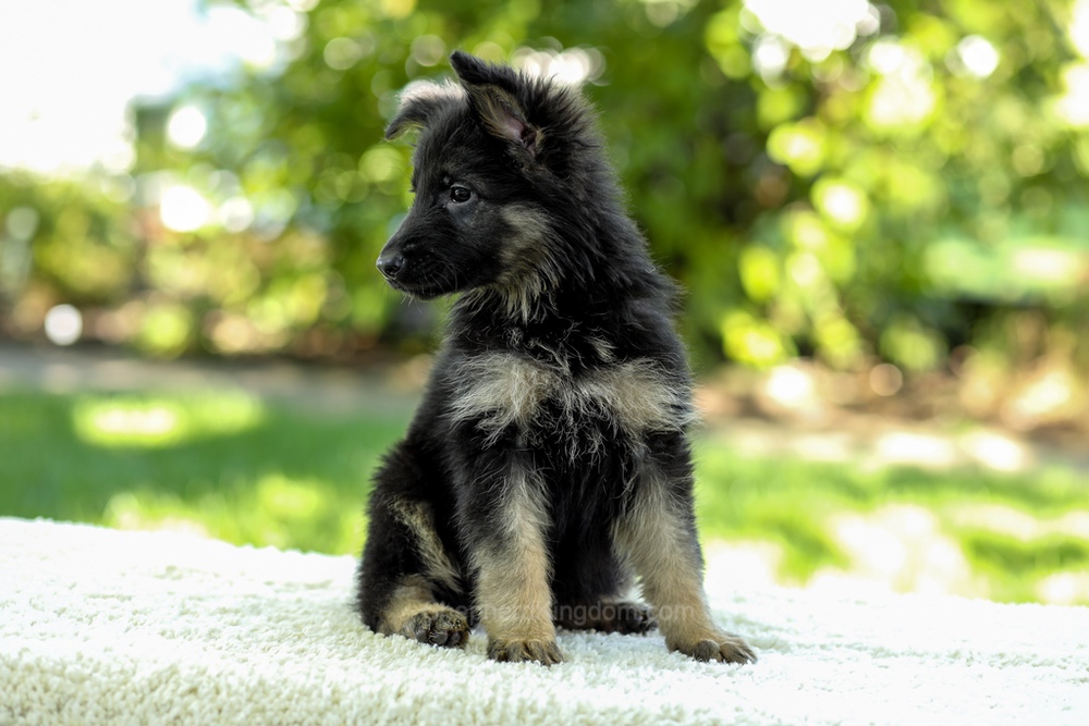 Ivanna Image of Ivanna, a German Shepherd puppy