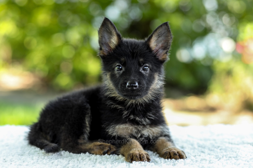 Ivy Image of Ivy, a German Shepherd puppy