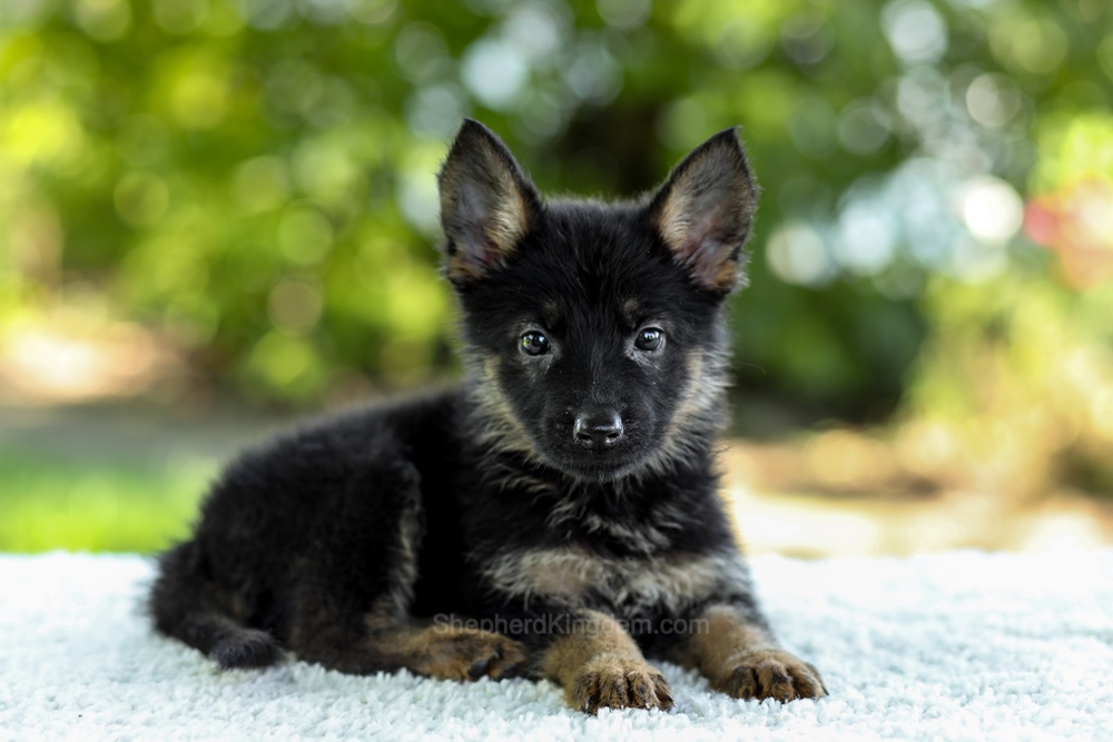 Ivy Image of Ivy, a German Shepherd puppy