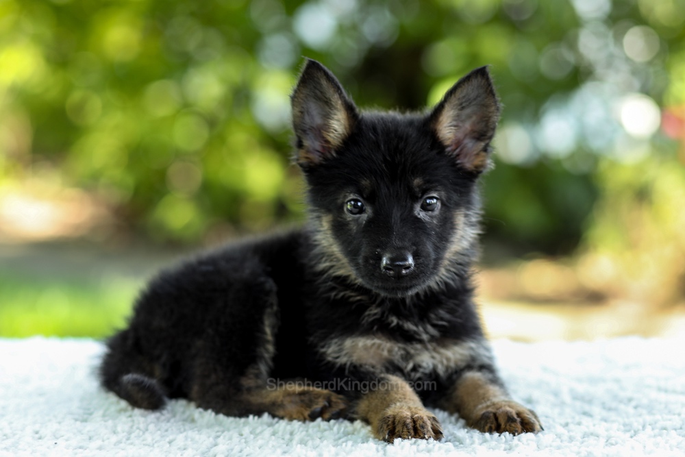 Ivy Image of Ivy, a German Shepherd puppy