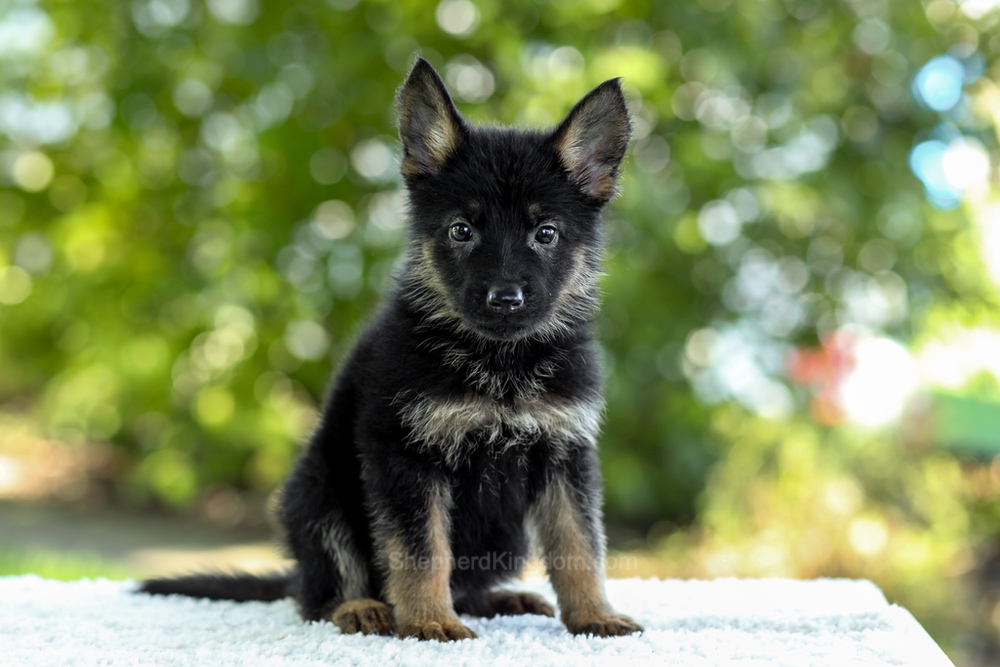 Ivy Image of Ivy, a German Shepherd puppy