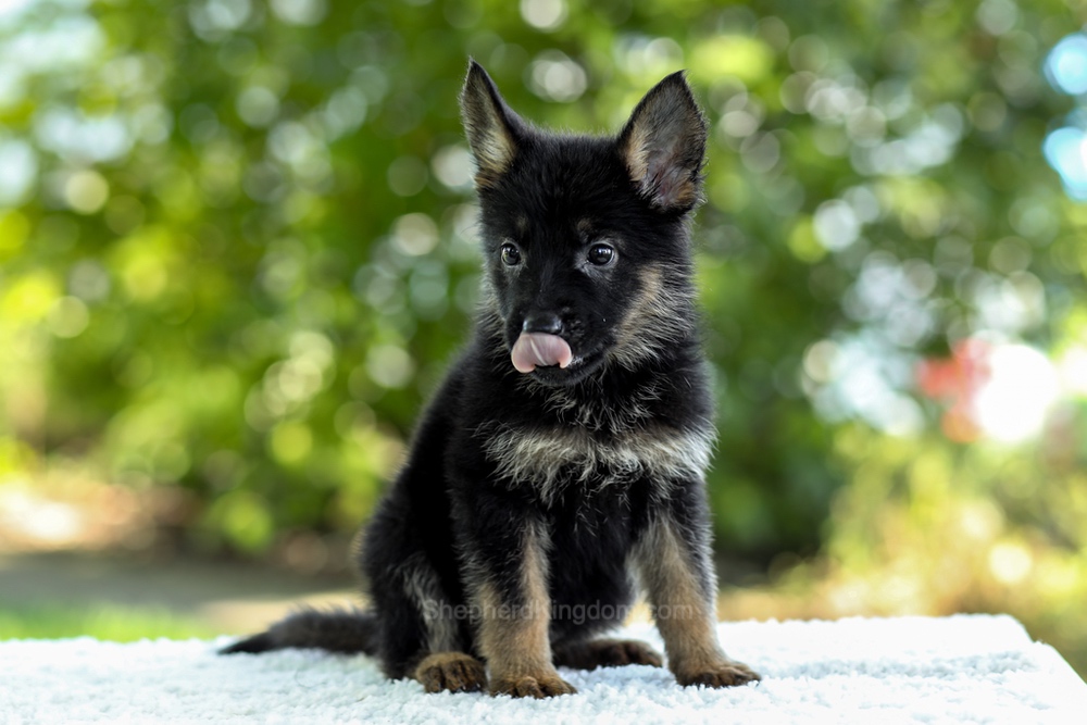 Ivy Image of Ivy, a German Shepherd puppy