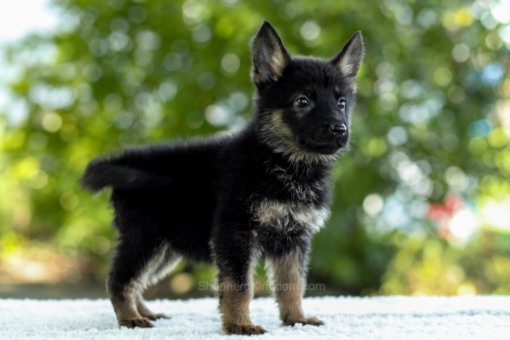 Ivy Image of Ivy, a German Shepherd puppy