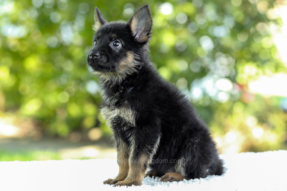 Ivy Image of Ivy, a German Shepherd puppy
