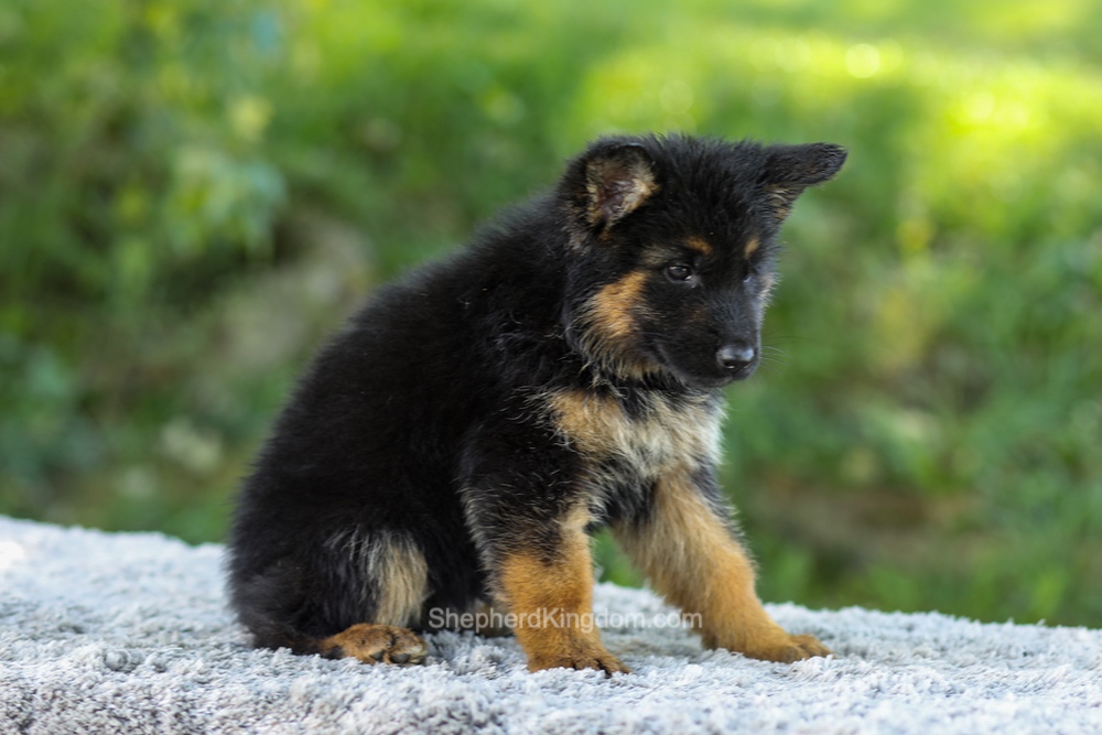 Luna Image of Luna, a German Shepherd puppy