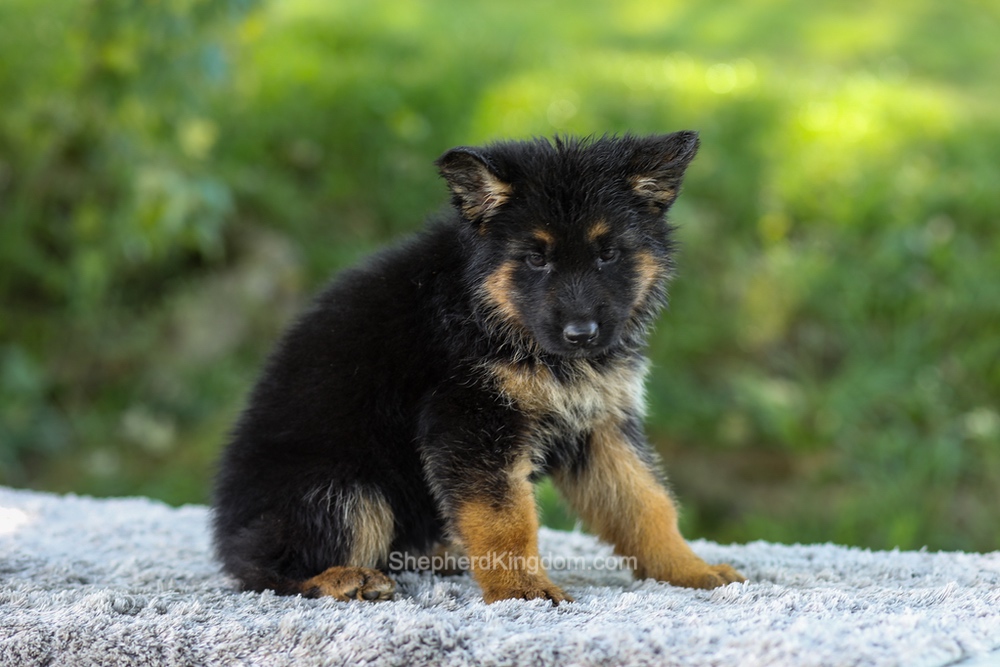 Luna Image of Luna, a German Shepherd puppy