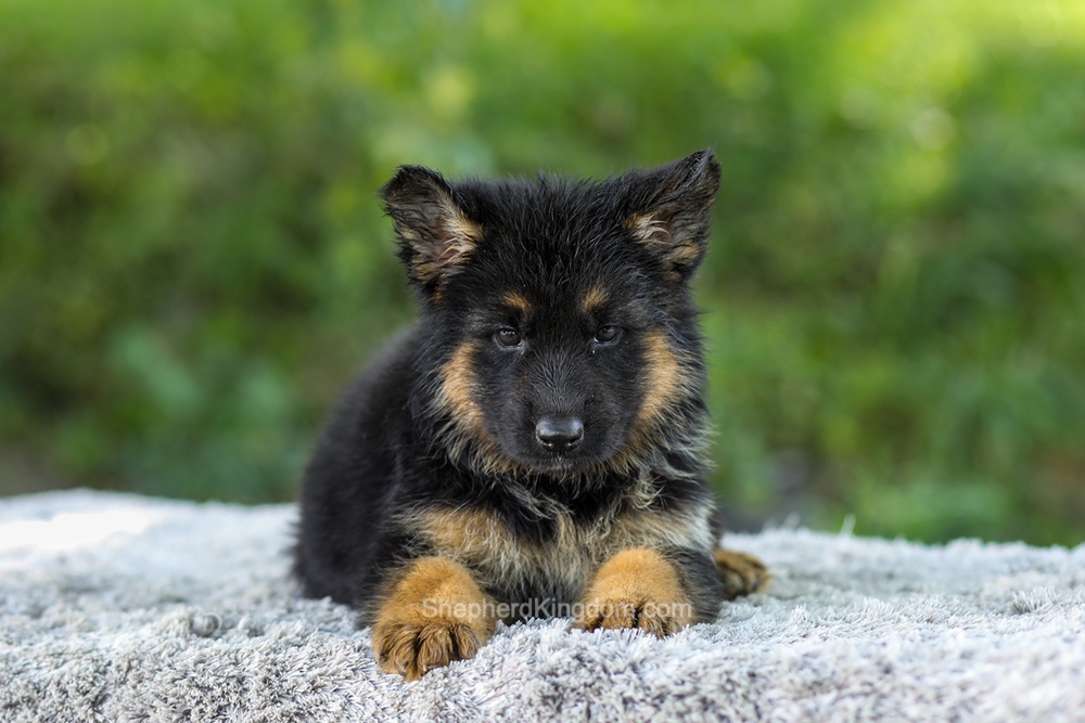 Luna Image of Luna, a German Shepherd puppy