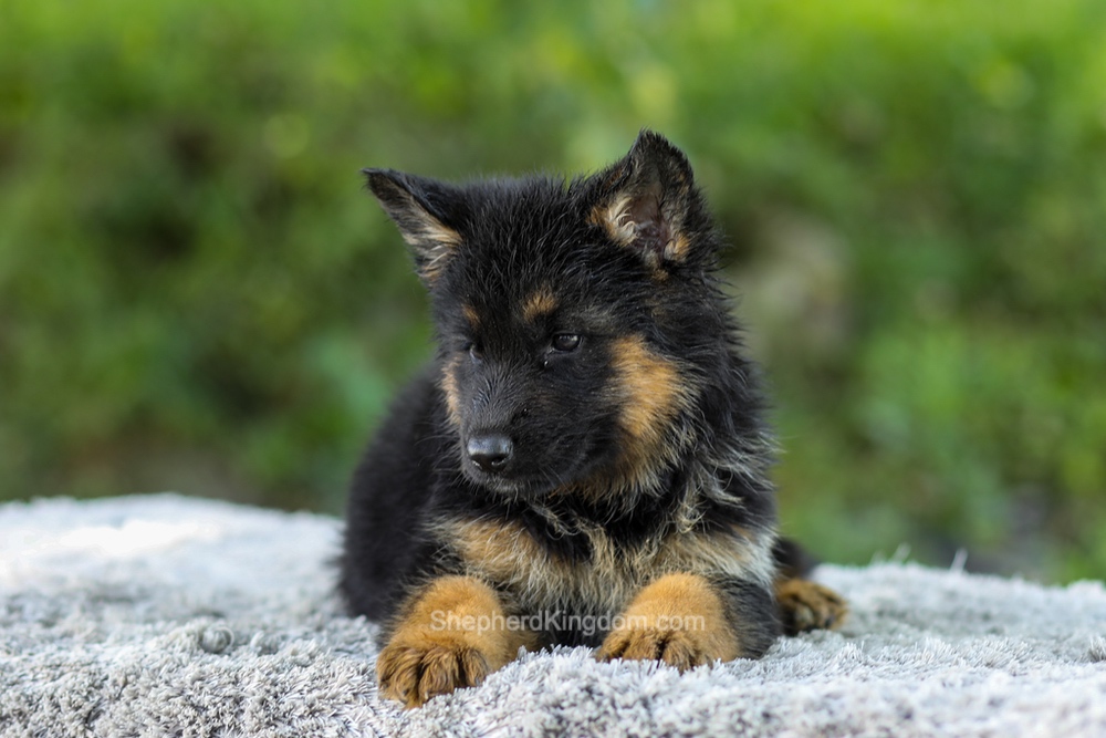 Luna Image of Luna, a German Shepherd puppy