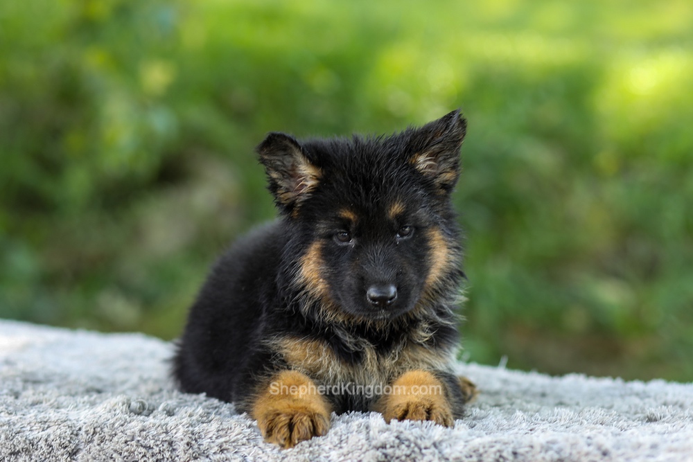 Luna Image of Luna, a German Shepherd puppy