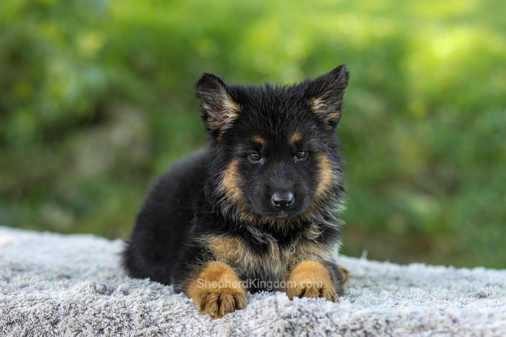 Luna Image of Luna, a German Shepherd puppy