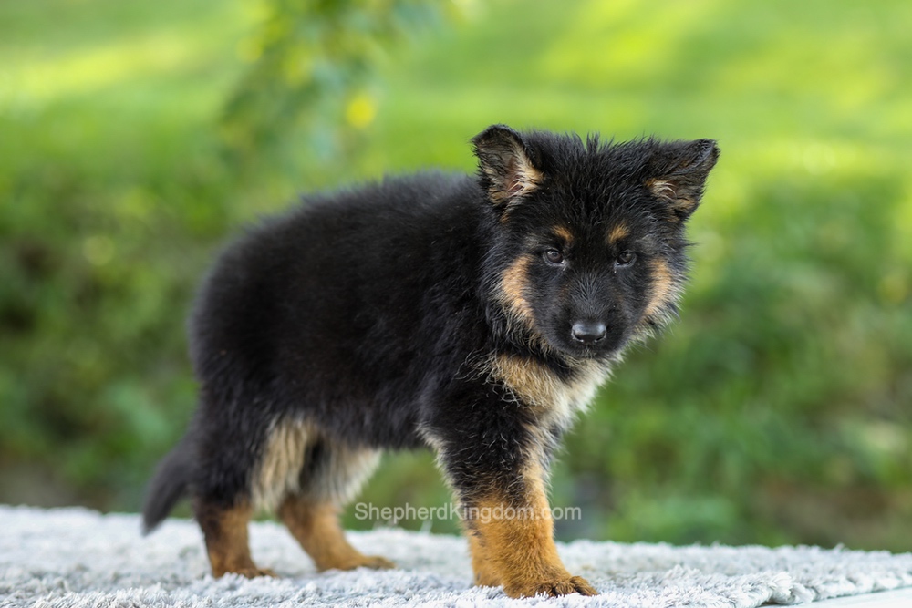 Luna Image of Luna, a German Shepherd puppy
