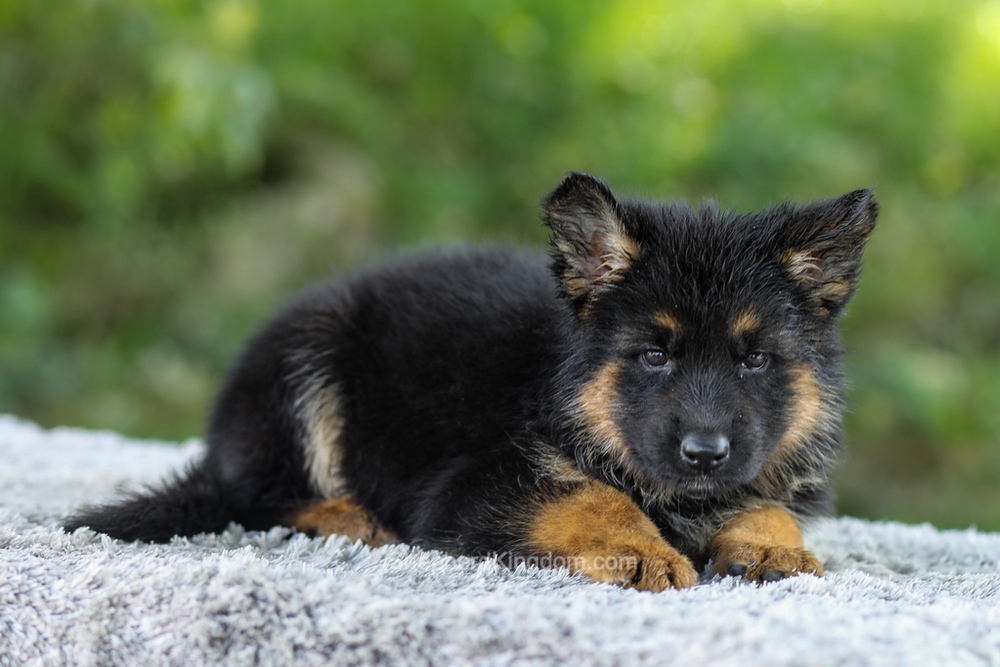 Luna Image of Luna, a German Shepherd puppy